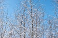Bare trees covered with icy snow in cold winter. Royalty Free Stock Photo