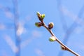 Thin young cherry tree branch with tiny burgeons are ready to grow. Cherry bush on Royalty Free Stock Photo