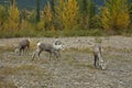 Thinhorn Mountain Sheep at roadside, northern BC Royalty Free Stock Photo