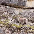 Thinhorn Sheep ram Ovis dalli stonei climbing rock wall