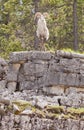 Thinhorn Sheep ram Ovis dalli stonei Royalty Free Stock Photo