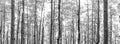 Think forest of tree trunks and branches in black and white landscape background texture Royalty Free Stock Photo