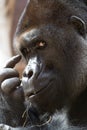 Think (gorilla) Royalty Free Stock Photo