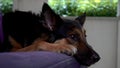 Thinkful dog over a couch.