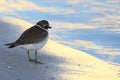 A thinking bird at the beach Royalty Free Stock Photo