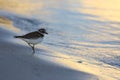 A thinking bird at the beach Royalty Free Stock Photo