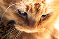 thinking cat in golden light Royalty Free Stock Photo