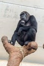 The thinking chimp Royalty Free Stock Photo