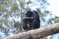 Thinking chimpanzee Royalty Free Stock Photo