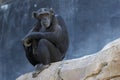 Thinking Chimpanzee