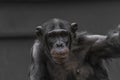 Thinking chimpanzee portrait close up Royalty Free Stock Photo