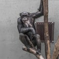 Thinking chimpanzee portrait close up Royalty Free Stock Photo