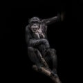 Thinking chimpanzee portrait close up at black background Royalty Free Stock Photo