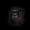 Thinking chimpanzee portrait close up at black background Royalty Free Stock Photo