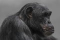 Thinking chimpanzee portrait close up Royalty Free Stock Photo