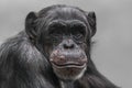Thinking chimpanzee portrait close up Royalty Free Stock Photo