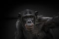 Thinking chimpanzee portrait close up Royalty Free Stock Photo