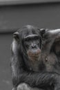 Thinking chimpanzee portrait close up Royalty Free Stock Photo