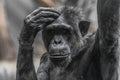 Thinking chimpanzee portrait close up Royalty Free Stock Photo