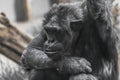 Thinking chimpanzee portrait close up Royalty Free Stock Photo