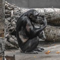 Thinking chimpanzee portrait close up Royalty Free Stock Photo