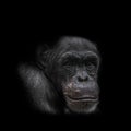 Thinking chimpanzee portrait isolated on black background Royalty Free Stock Photo