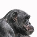 Thinking chimpanzee portrait isolated on white background Royalty Free Stock Photo