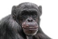 Thinking chimpanzee portrait isolated on white background Royalty Free Stock Photo