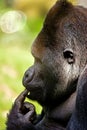 Thinking Gorilla Royalty Free Stock Photo