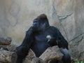 Thinking Gorilla Royalty Free Stock Photo