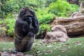 Thinking Gorilla in Loro Parque. Tenerife. Spain. Royalty Free Stock Photo