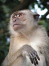 Thinking long tailed macaque Royalty Free Stock Photo