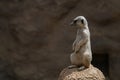 A thinking Meerkat