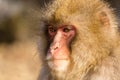 Thinking Monkey Royalty Free Stock Photo