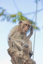 Thinking monkey Royalty Free Stock Photo