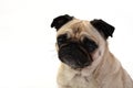 Thinking Pug Royalty Free Stock Photo