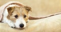 Thinking small pet cute dog puppy resting on the sofa