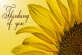 Thinking of you - card. Bright photo of a yellow sunflower flower. Isolate on a light background