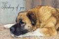 Thinking of you - card. The dog lies and misses