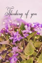 Thinking of you - card. violet flowers. Royalty Free Stock Photo