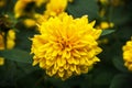 Thinleaf sunflower (Helianthus decapetalus)