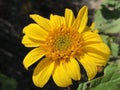 Thinleaf sunflower Helianthus decapetalus Thin-leaved sunflower or Sonnenblume Capenoch Star