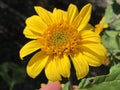 Thinleaf sunflower Helianthus decapetalus Thin-leaved sunflower or Sonnenblume Capenoch Star