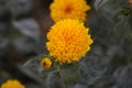 Thinleaf sunflower (Helianthus decapetalus)