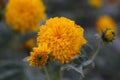 Thinleaf sunflower (Helianthus decapetalus)