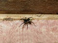 Thinlegged Wolf spider female Royalty Free Stock Photo