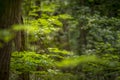 Thinning on a little tree in the forest