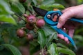 Thinning out apples of a apple tree in late spring. Royalty Free Stock Photo