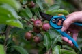 Thinning out apples of a apple tree in late spring. Royalty Free Stock Photo
