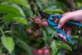 Thinning out apples of a apple tree in late spring. Royalty Free Stock Photo